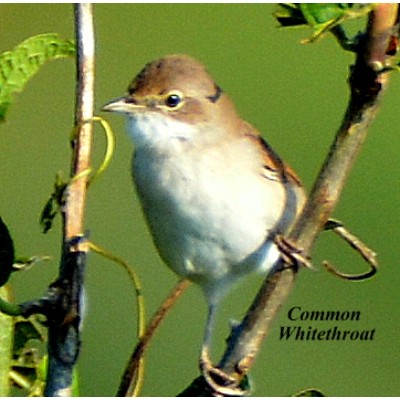 Common Whitethroat